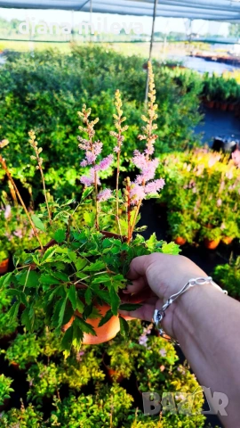 Астилбе, Astilbe, многогодишно за сянка!!, снимка 3 - Градински цветя и растения - 55288069