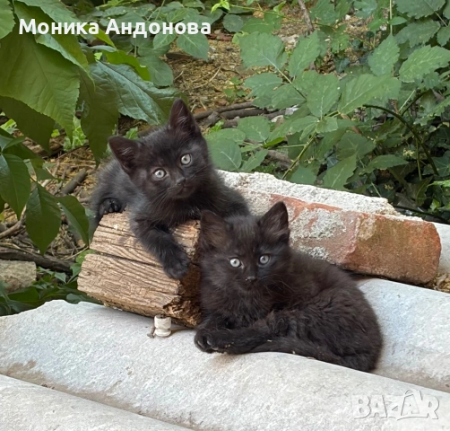 Малки котета търсят дом