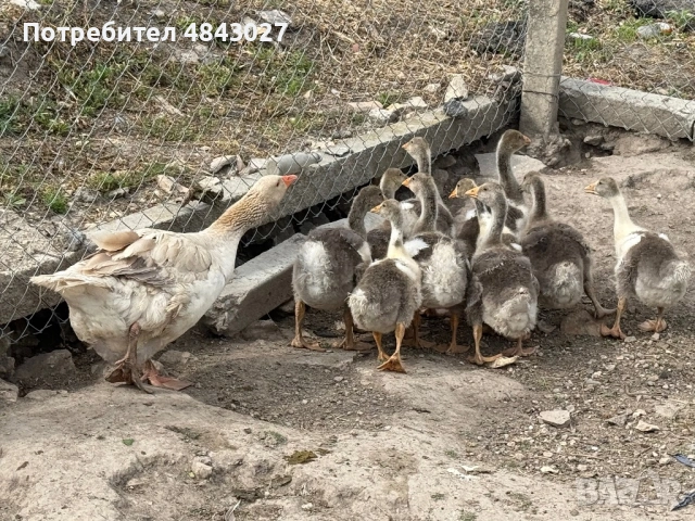 Продавам домашни гъсета на 1 месец и женска гъска майка, снимка 4 - Патици и гъски - 54728196