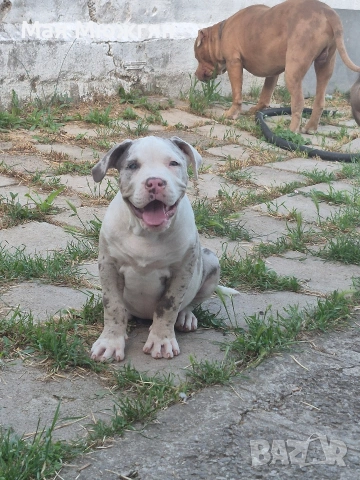 XL American bully