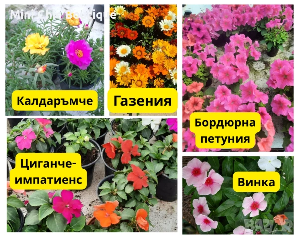 ЦВЕТЯ-Расад💥 Всичко по 1€- до изчерпване на количеството 🔥