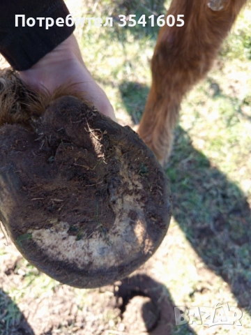 Женски кон / кобила, снимка 4 - Коне - 54001402