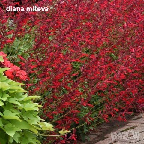 Салвия Червен Роман, Salvia Roman Red или по-известна като Градински чай!!, снимка 3 - Градински цветя и растения - 54161532