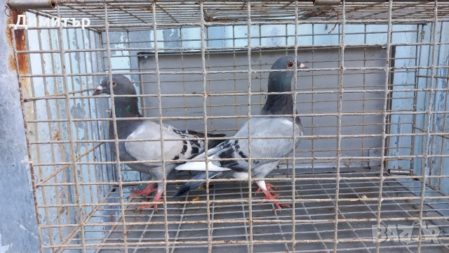 Продавам гълъби Пощенски 