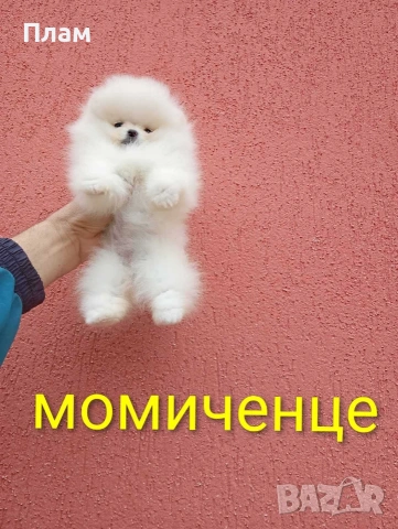 Бели мини Померани. Реални снимки от 04.04.26 г. , снимка 5 - Померан - 54038182