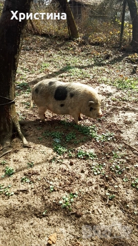 виетнамски прасета, снимка 7 - Прасета - 54004355