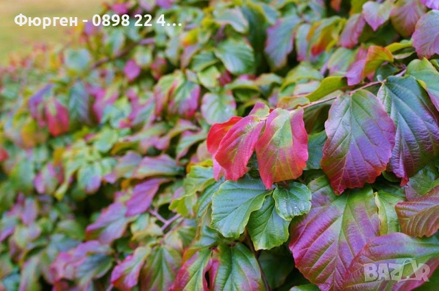 Персийско желязно дърво - Parrotia persica, снимка 3 - Разсади - 54974456