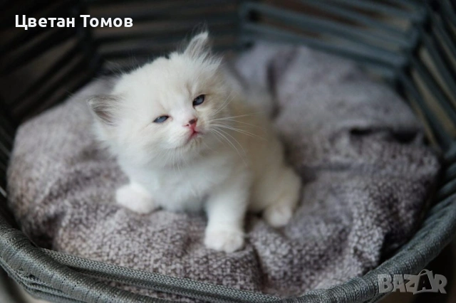 Чистокръвни котенца РАГДОЛ търсят своите любящи семейства!, снимка 9 - Други - 54919101