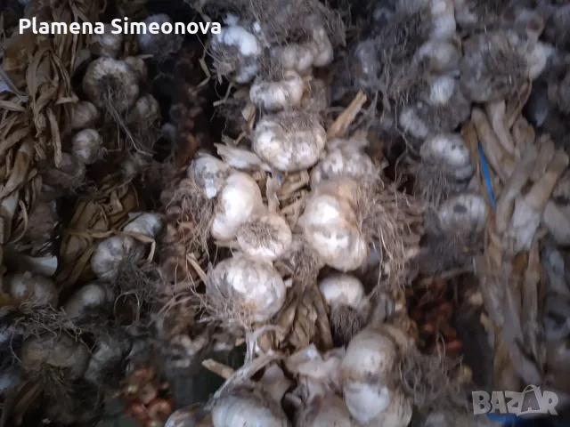 Български чесън , снимка 3 - Други - 55420759