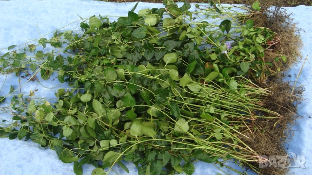 Голяма винка, Голям зимзелен (Vinca major), снимка 2 - Градински цветя и растения - 54185807