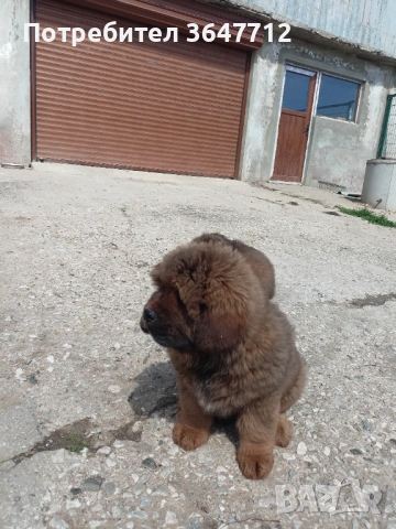 Тибетски мастиф , снимка 11 - Мастиф - 54087033