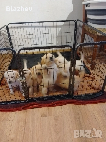 Лабрадор ретривър , снимка 5 - Лабрадор ретривър - 54367430