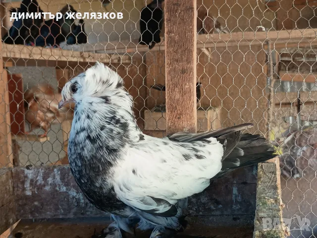 Гълъби демкежи топ качество , снимка 14 - Гълъби - 49071204