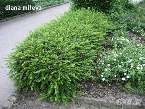 Лоницера, Lonicera nitida Elegant, снимка 2 - Градински цветя и растения - 54512616