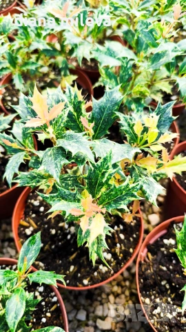 Османтус Гошики, Osmanthus heterophyllus Goshiki, снимка 4 - Градински цветя и растения - 54609924