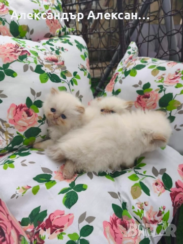 Персийски котенца Крем Пойнт (Хималайски), снимка 5 - Персийска - 54891125