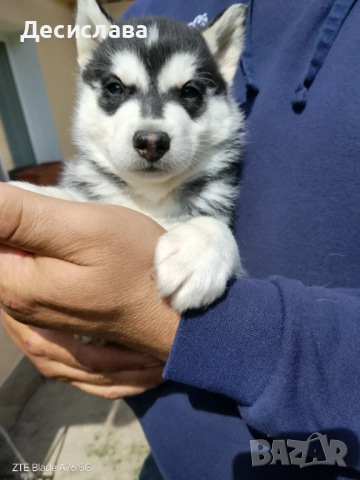  Хъски, снимка 9 - Хъски - 54180286