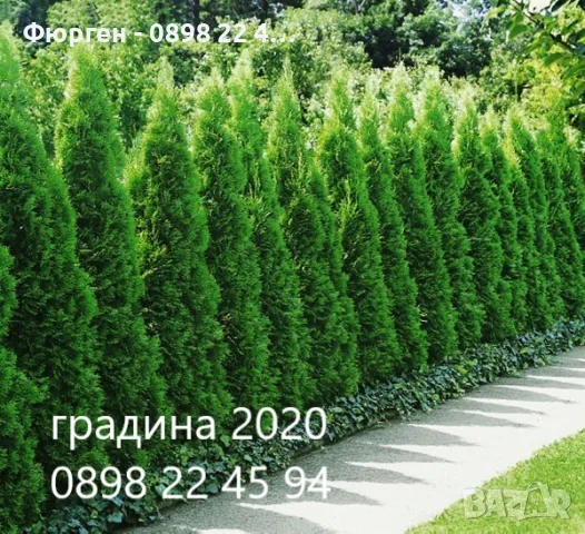Западна туя Смарагд (Thuja occidentalis Smaragd)