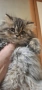 персийски котенца , снимка 8