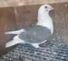Пощенски на капак , снимка 2