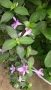 Barleria cristata филипинска виолетка, снимка 1