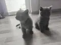 Британски късокосмести котенца търсят грижовни стопани, снимка 5