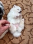 мъжки и женски померан , снимка 2