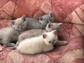 Британски късокосмести котки, снимка 2