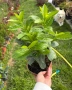 🌿☀️🌿 Лавровишна ‘Novita’ / Жив плет (Prunus laurocerasus ‘Novita’), снимка 5