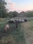 Продавам кози и ярета, снимка 1