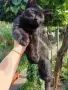 Багира търси дом, снимка 5