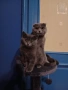Шотландски клепоух, снимка 5