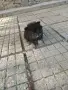 1 момиче и 2 момчета между шпиц и померан, снимка 2