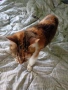 Коте търси дом, снимка 3