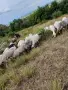 Продавам овце и кози, снимка 7