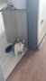 Подарявам котка, снимка 5