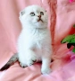 Шотландско мъжко Скоттиш Фолд , снимка 9