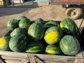 Продаваме диня на едро - сорт: РОМАНЗА ; тел. 0878744855, снимка 2