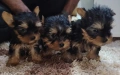 Мини йоркширски териери , снимка 1