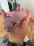 Женско бебе сфинкс, снимка 5