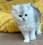 Британска дългокосместа сребърна чинчила, снимка 1
