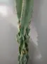 Голям кактус Cereus, снимка 2