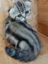шотландски красоти , снимка 11