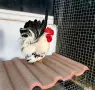 Двойка шабо и петле Черен  Легхорн , снимка 1