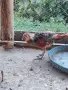 Червенозлатен мъжки фазани, снимка 2
