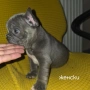Френски булдог търси дом 🐾 Малки френски булдочета на 40 дни търсят своето  ново  семейство. , снимка 6