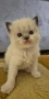 Ragdoll Cats / Регдол Котенца , снимка 9