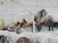овце кочеве агнета , снимка 2
