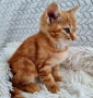 Подарявам коте, снимка 3
