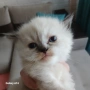 Коте Регдол, снимка 1